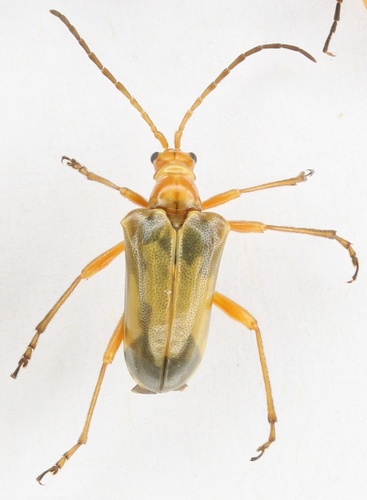 Rhondia placida