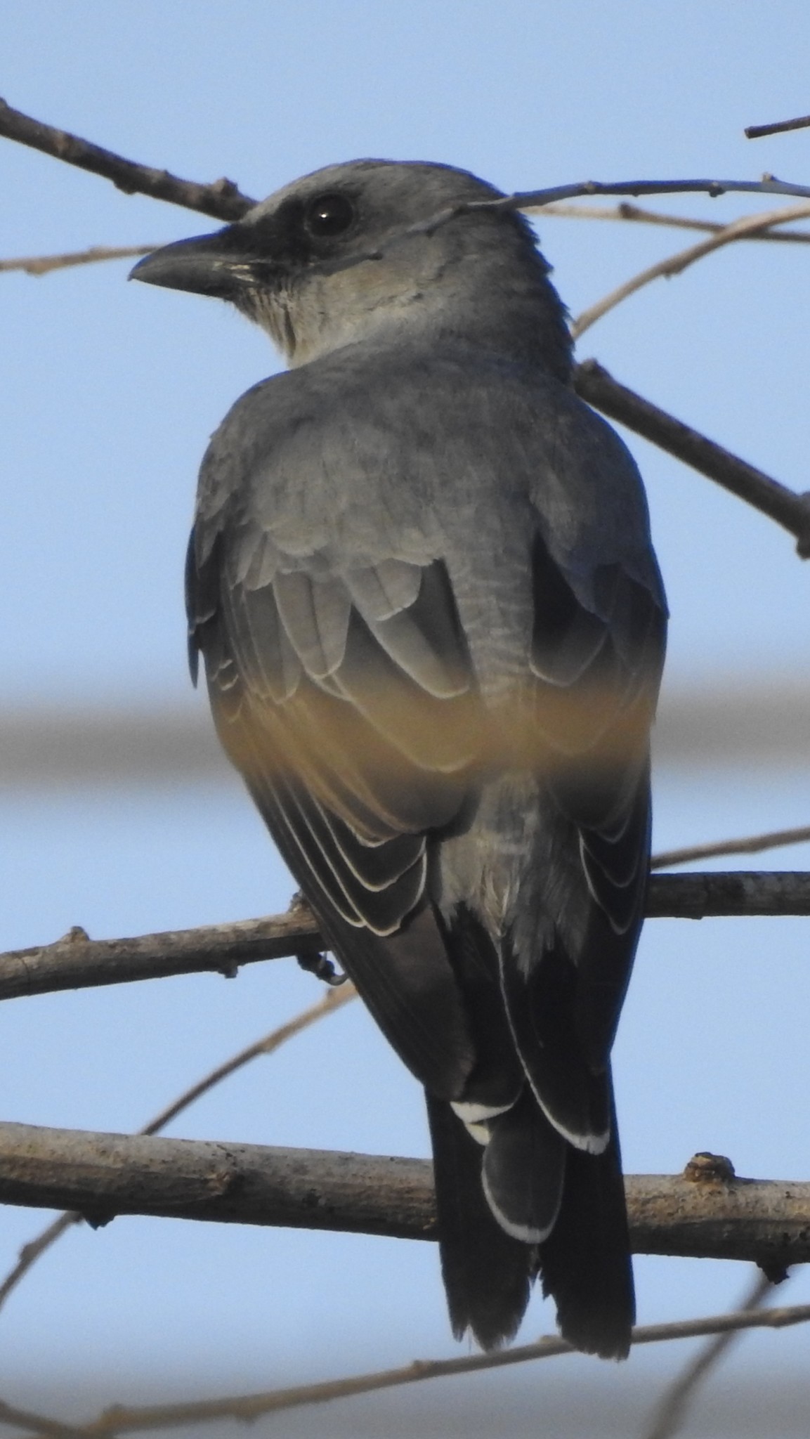Indian Cuckooshrike