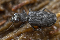 Scopodes tasmanicus
