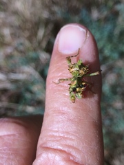 Pseudocreobotra wahlbergi