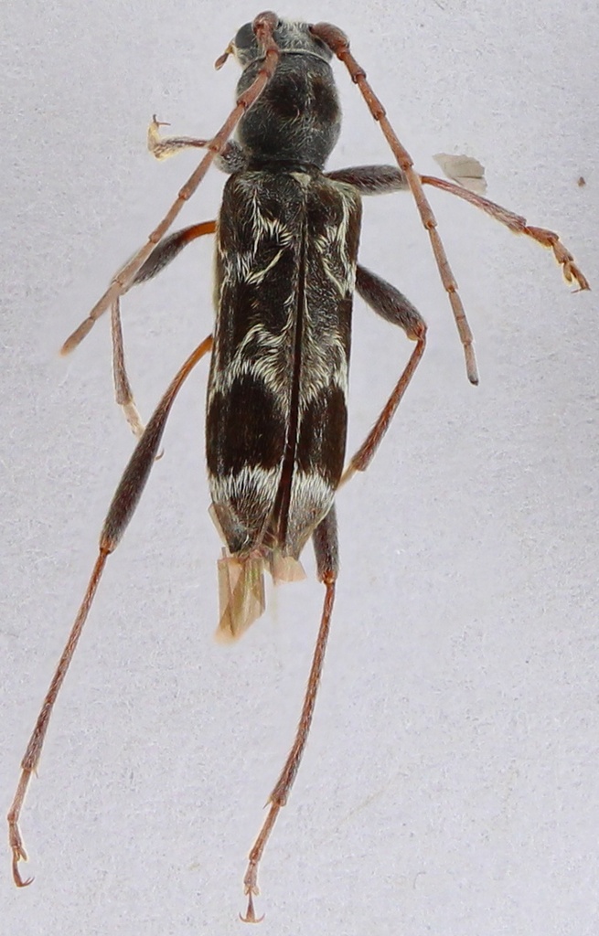 Paraclytus primus