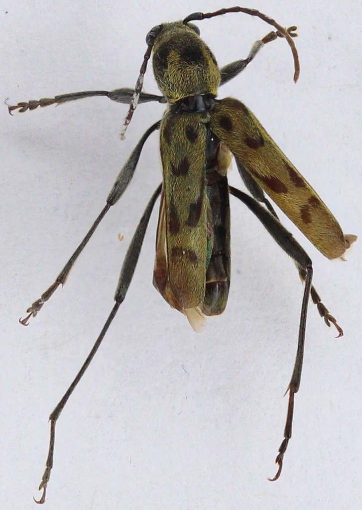 Perissus intersectus