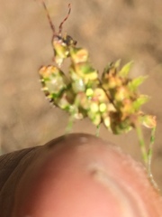 Pseudocreobotra wahlbergi