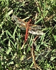 Libellula needhami