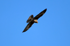 Falco subniger