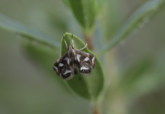 Chrysendeton imitabilis