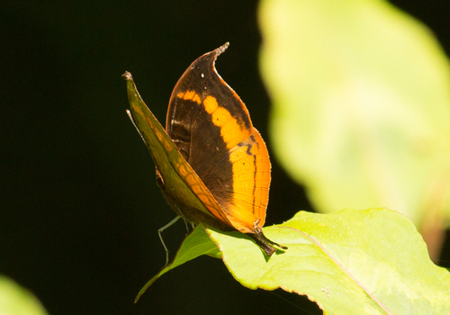 Malagasy Leaf Commodore
