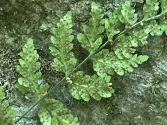 Cystopteris tennesseensis