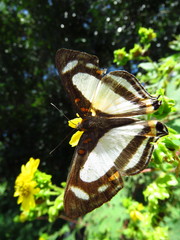 Thisbe lycorias