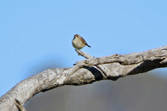 Aphelocephala leucopsis