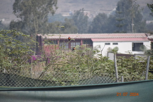 Peruvian Meadowlark (Leistes bellicosus), photo 9