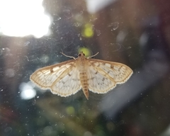 Herpetogramma thestealis