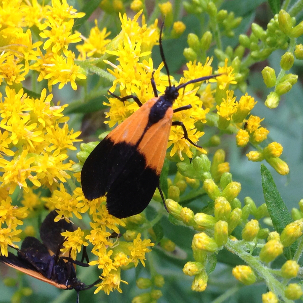 Lycomorpha
