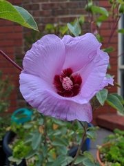 Gossypium sturtianum