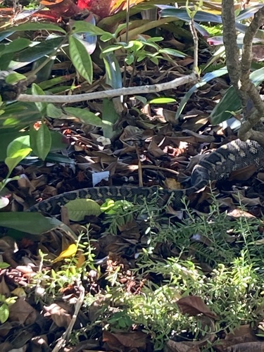 Coastal Carpet Python sighting