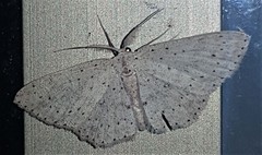 Cyclophora turneri