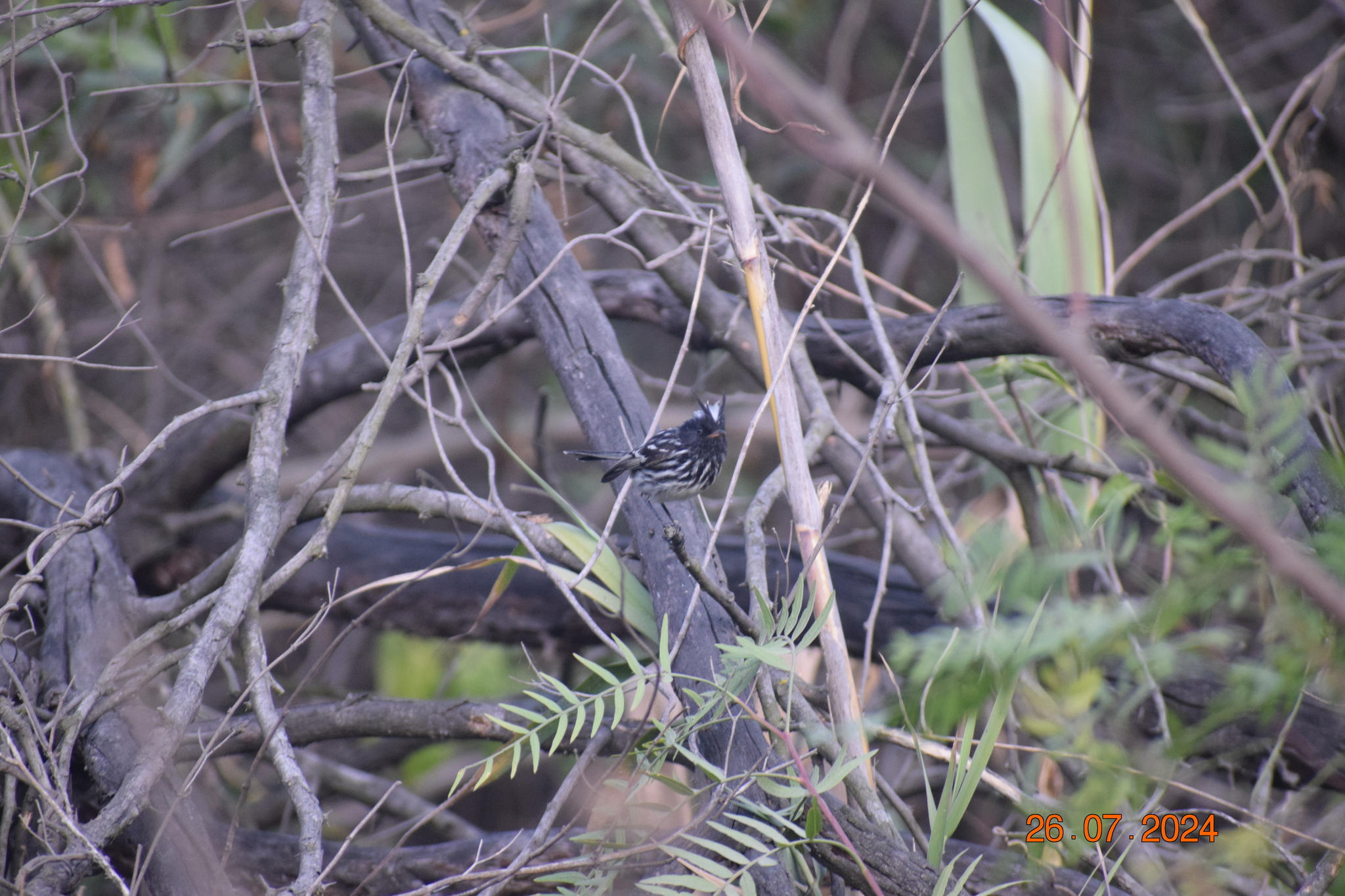Pied-crested Tit-Tyrant (Anairetes reguloides), photo 8