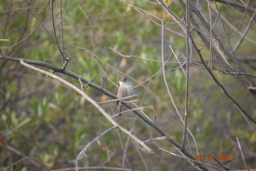 Pibí Tropical (punensis) (Contopus punensis)
