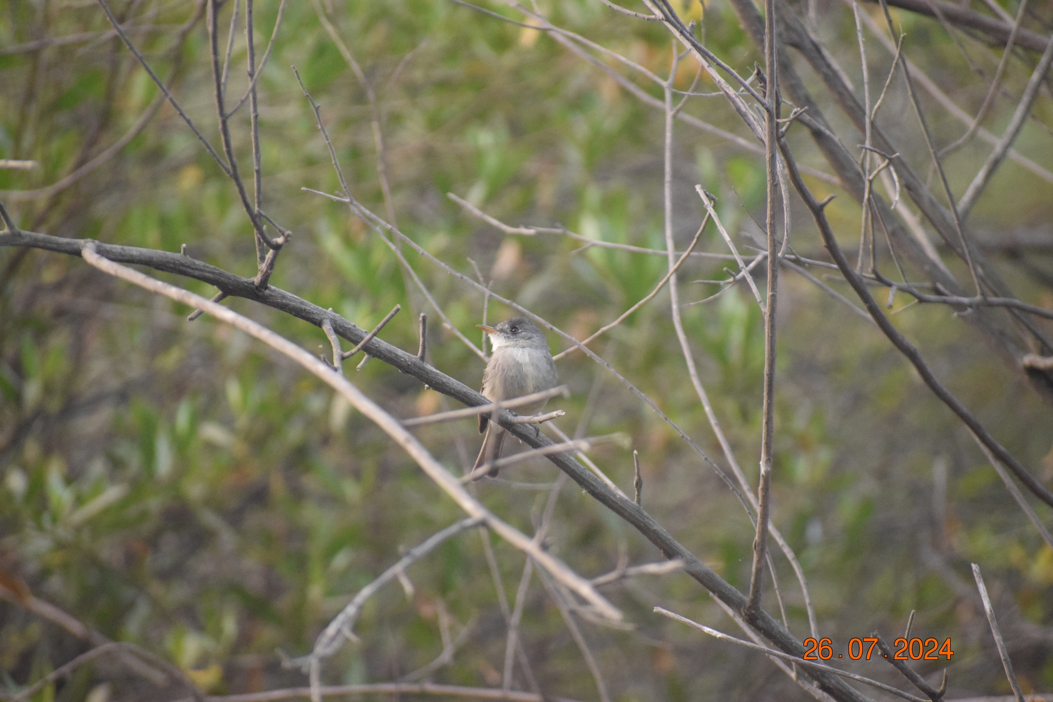 Tumbes Pewee (Contopus punensis), photo 2