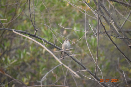 Tumbes Pewee (Contopus punensis)