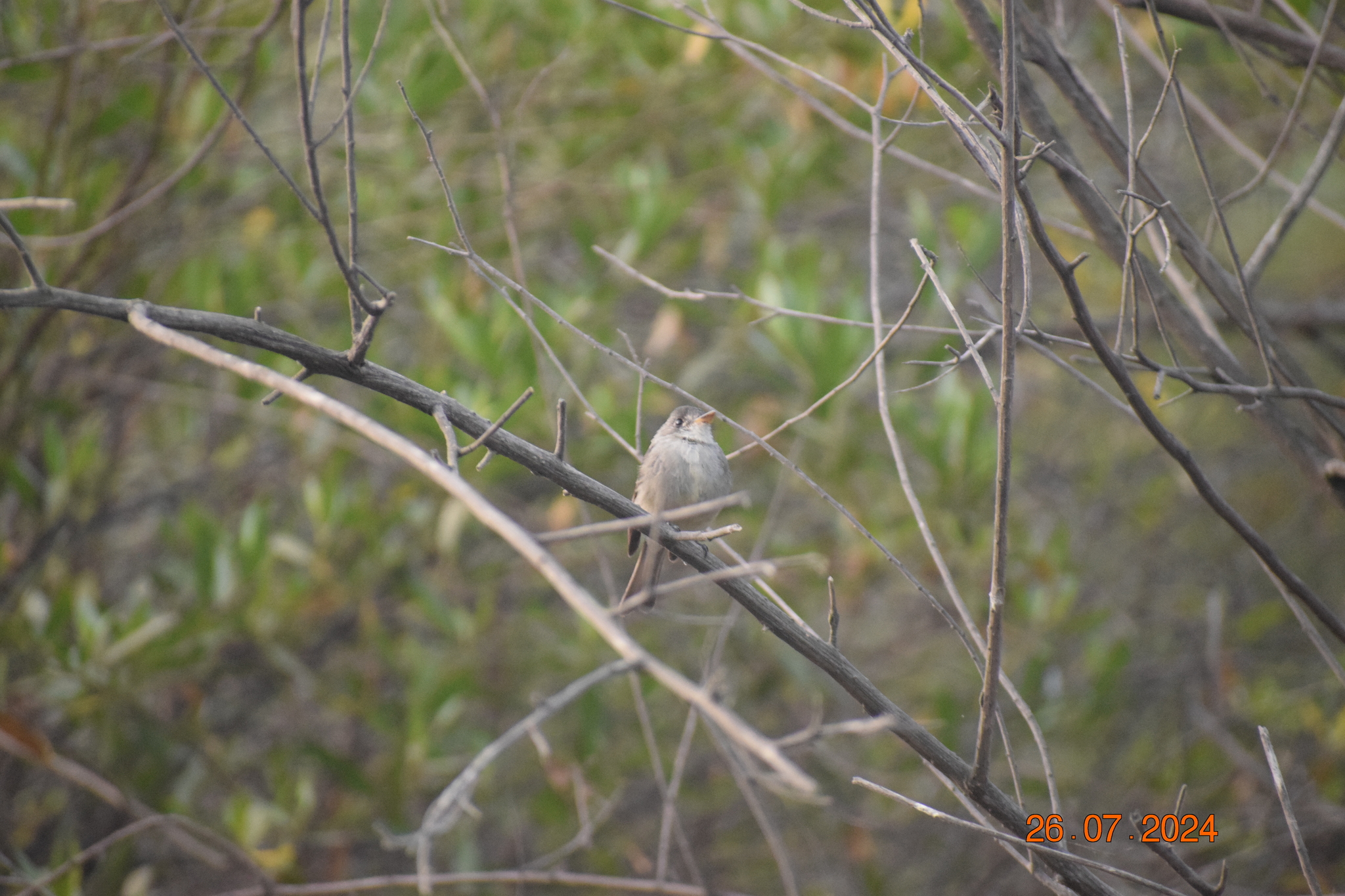 Tumbes Pewee (Contopus punensis), photo 3