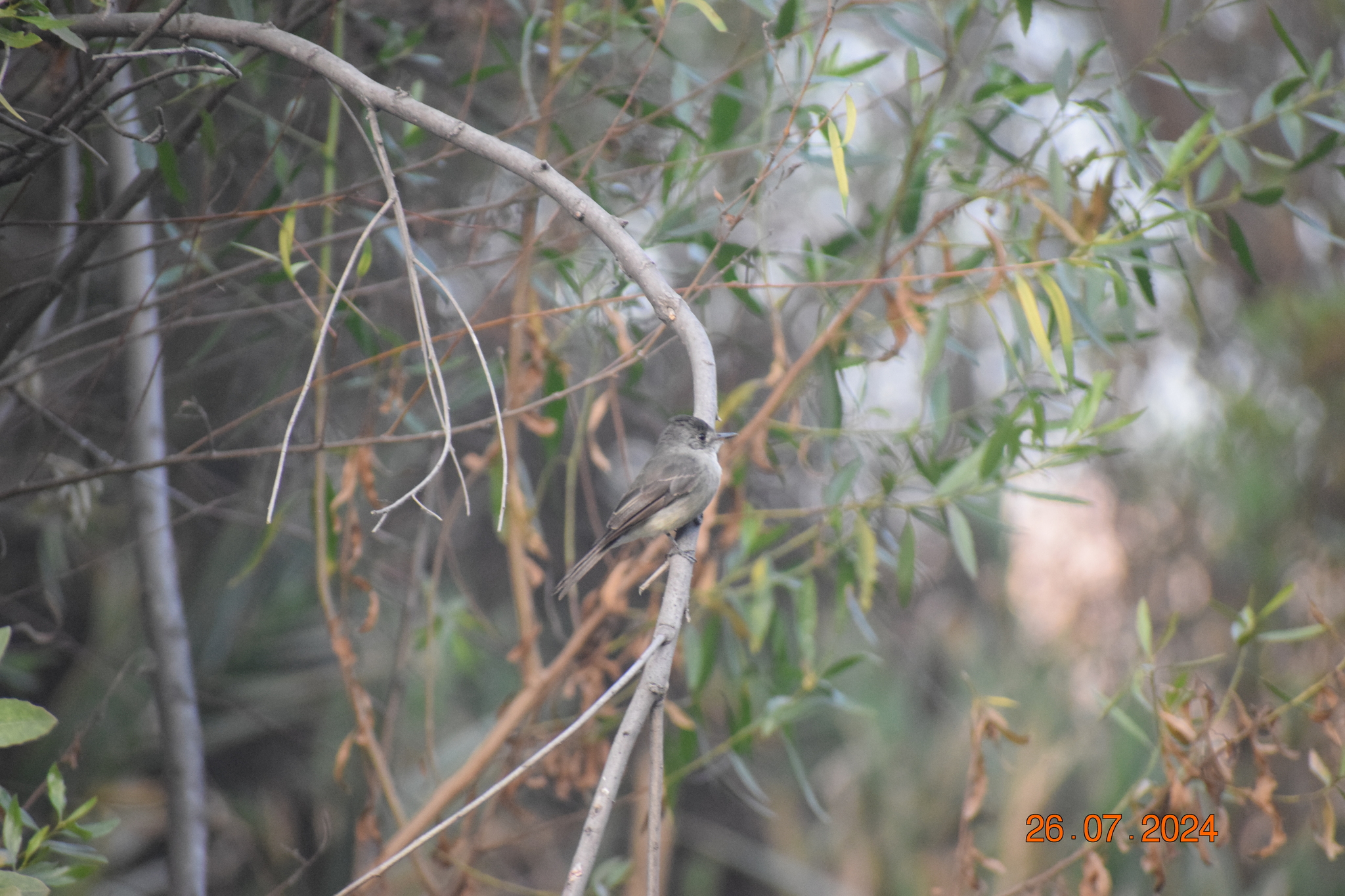 Tumbes Pewee (Contopus punensis), photo 4