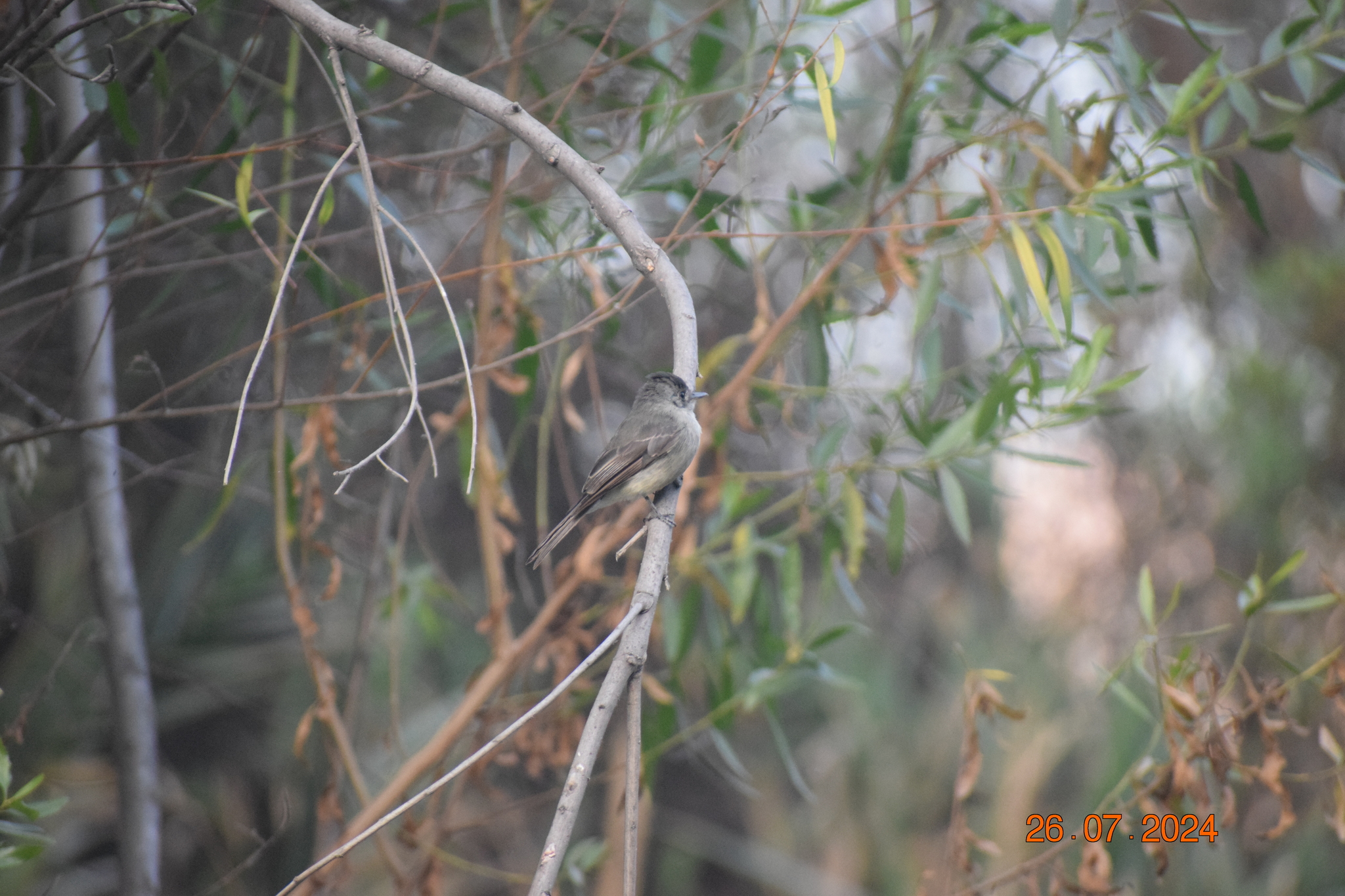 Tumbes Pewee (Contopus punensis), photo 5