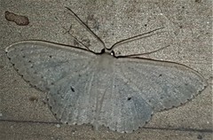 Cosymbiini