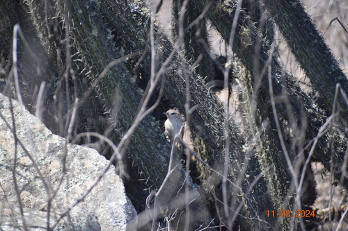 Cactus Canastero (Pseudasthenes cactorum), photo 6