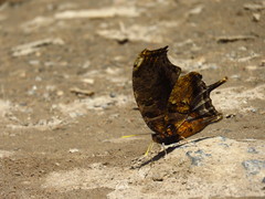 Consul fabius cecrops