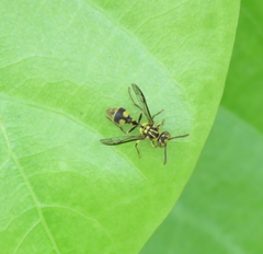 Ropalidia flavopicta