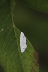 Scopula lautaria