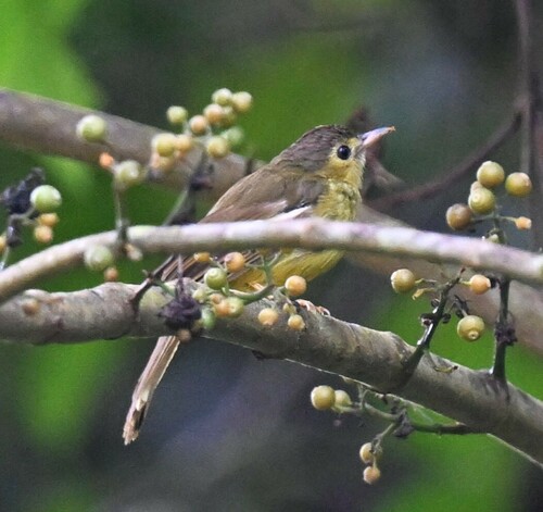 Hairy-backed Bulbul (Tricholestes criniger), photo 8
