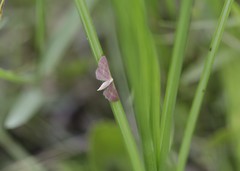 Leptostales laevitaria