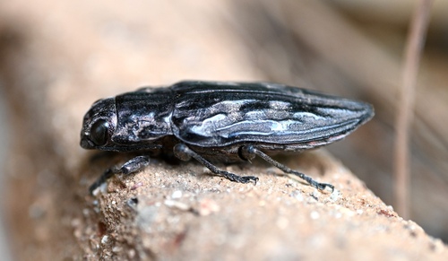 Sculptured Pine Borer photo 6