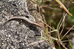 Trachylepis gravenhorstii