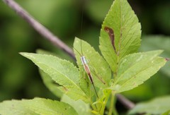 Conocephalus gracillimus