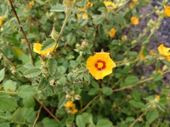 Sida galheirensis