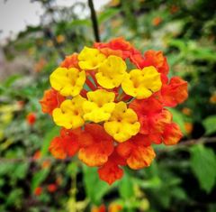 Lantana