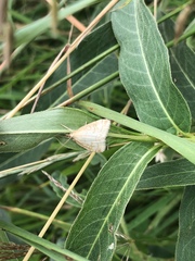 Udea lutealis