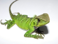 Enyalioides laticeps