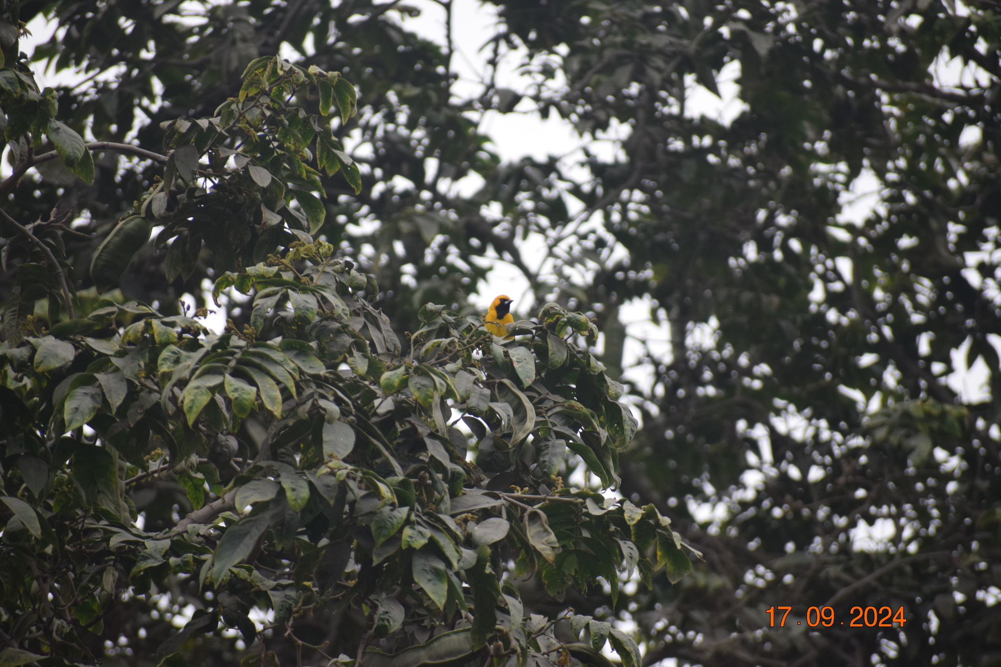 White-edged Oriole (Icterus graceannae), photo 4