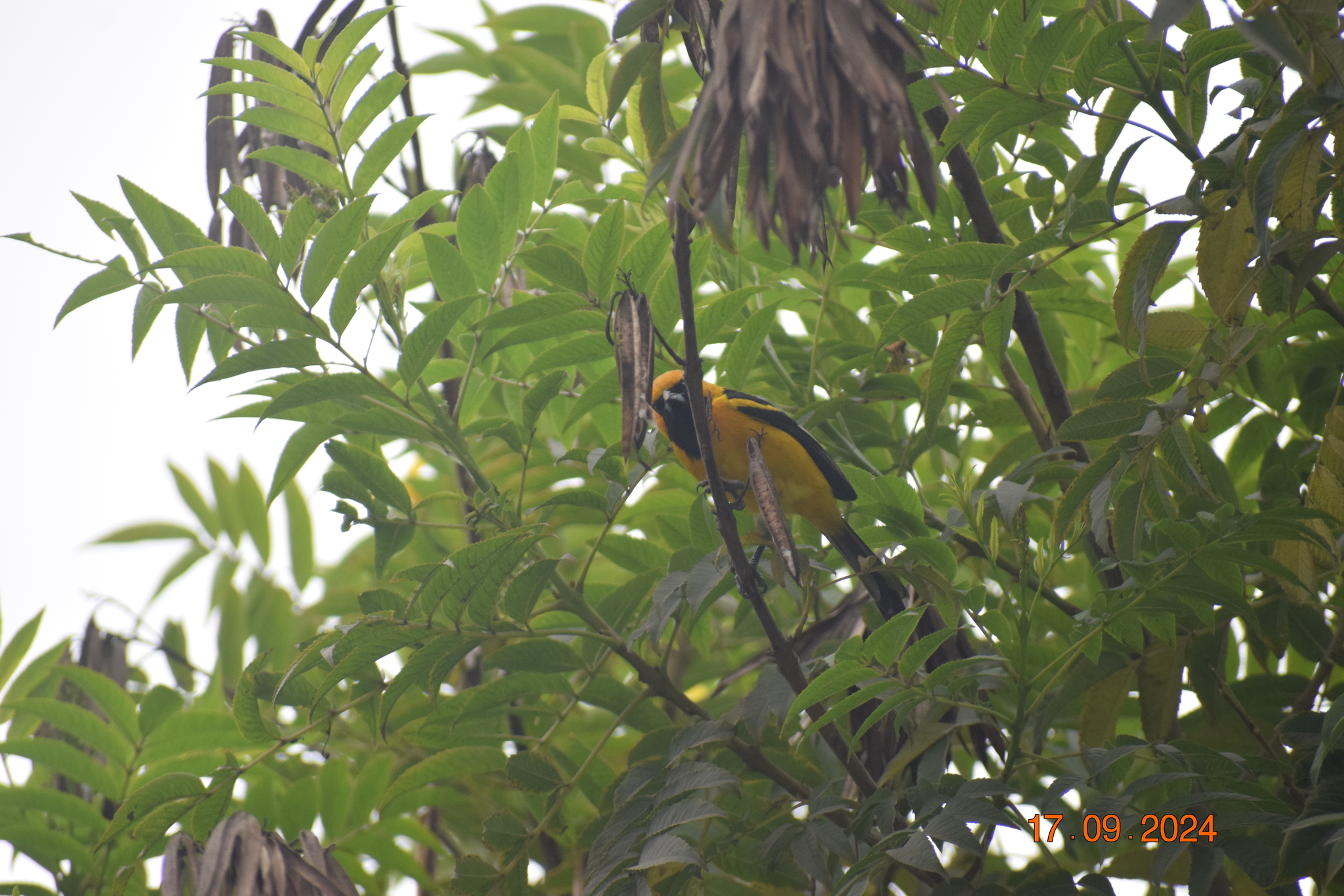 White-edged Oriole (Icterus graceannae), photo 3