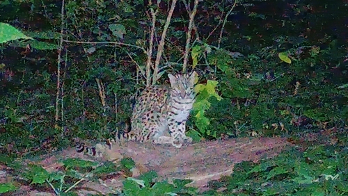 ジョフロイネコ