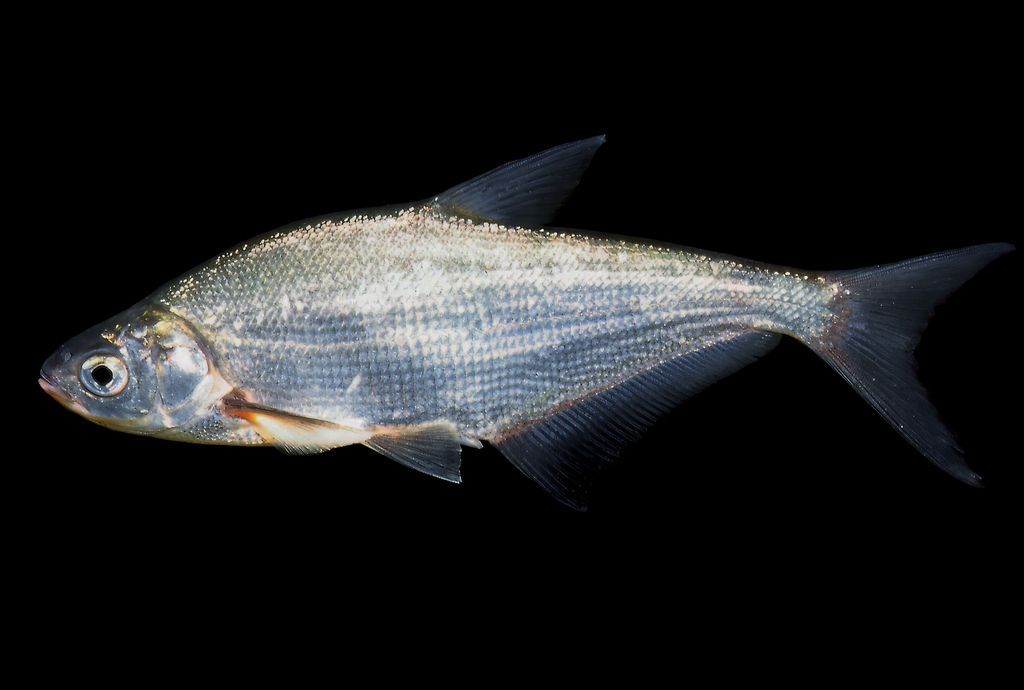 Blue Bream