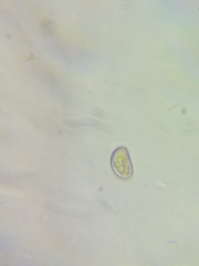 Pseudosperma friabile