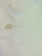 Pseudosperma friabile