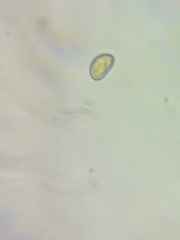 Pseudosperma friabile