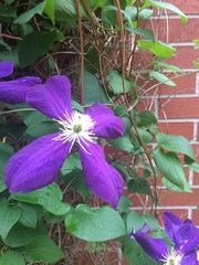 Clematis × jackmanii