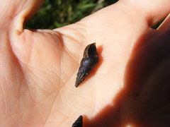 Juga plicifera